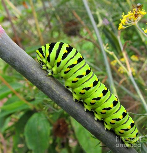 อัลบั้ม 103+ ภาพ รถแทรกเตอร์ Caterpillar ใหม่ที่สุด