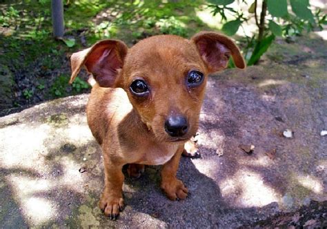 Chiweenie Dog - Personality Traits And Breed Information