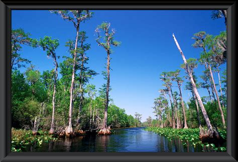 Okefenokee