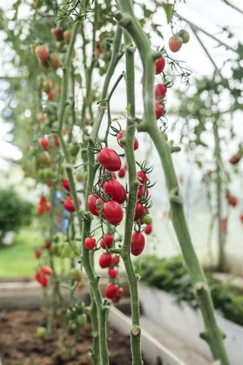 How To Grow Tomatoes In Florida - Heat Caster