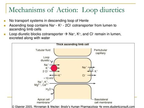 PPT - Diuretics PowerPoint Presentation, free download - ID:6881599