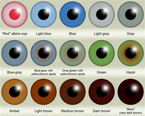 analyzing eye color genetics chart and what you need to know - what is ...