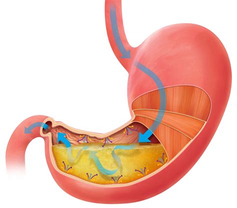 Human Stomach | How Does the Stomach Work | DK Find Out