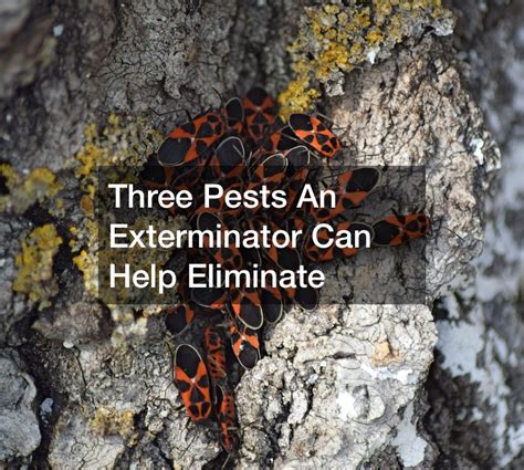 Three Pests An Exterminator Can Help Eliminate - Chester County Homes