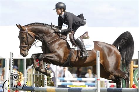 Hanoverians in Jumping and Eventing – NZHS