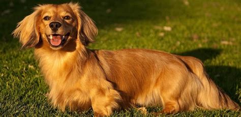 Golden Dox - Dog Breed Guide