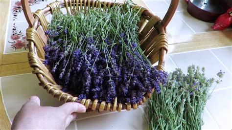 Tutorial How to Harvest and Dry Lavender | Growing lavender, Dried ...