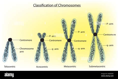 classification of chromosomes centromere, chromosome classifications ...