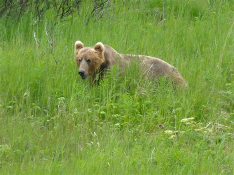 Kodiak Brown Bear | Project Noah