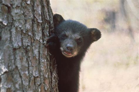 Florida Black Bear | Flickr