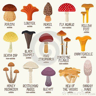 Edible And Non-edible Mushrooms Vector Set Stock Vector - Illustration ...