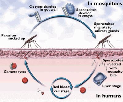 Malaria: Types Of Malaria, its Life Cycle, Signs and Symptoms ...