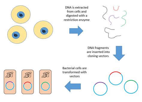 Difference Between Plasmid and Vector | Compare the Difference Between ...