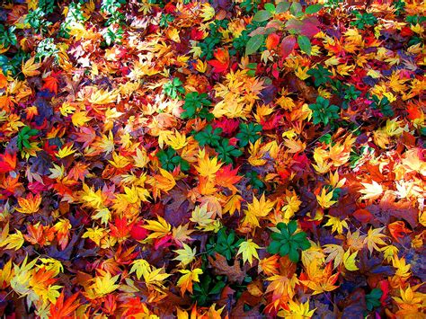 Download Colorful Colors Fall Nature Leaf HD Wallpaper