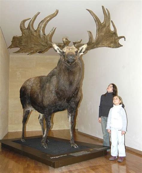 The Irish Elk is the largest species of deer to ever exist, standing at ...