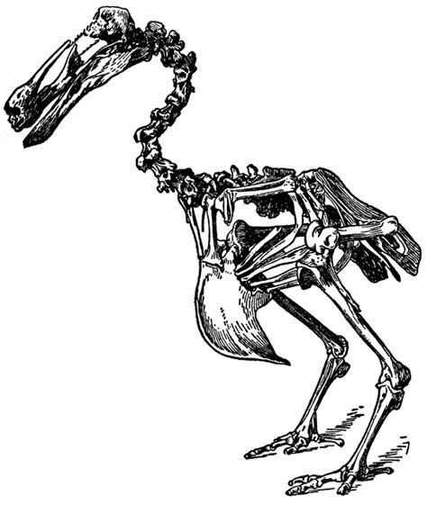 Dodo Skeleton | ClipArt ETC