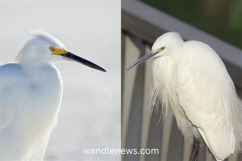 Little Egret vs Snowy Egret: What's the Difference?