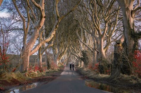 The Dark Hedges Game Of Thrones Filming Locations Ireland