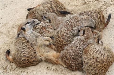 Meerkats sleeping time - a photo on Flickriver | Meerkat, Sleeping ...