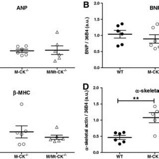 Relative gene expression of hypertrophy markers in left ventricular ...