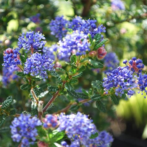 Ceanothus 'Puget Blue' Californian Lilac Evergreen Plant Garden Shrub ...