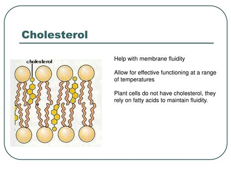 PPT - Transport across membranes PowerPoint Presentation, free download ...