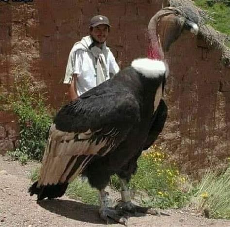 A Peruvian Condor now I get why the birds are related to dinosaurs ...