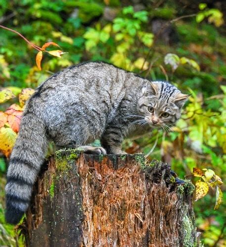 Flora y fauna de Nuevo León