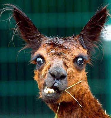 Funny Llama | Photos 2012 | Funny And Cute Animals