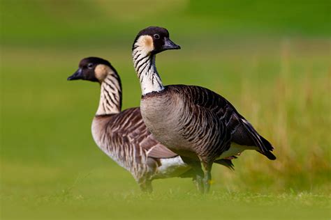 Geese of the World - Wildfowl