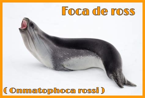 Foca de ross , phocidae | Pinnipedos, Foca, Mamíferos