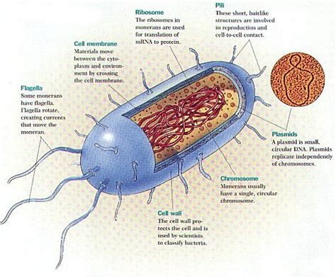 Bacteria