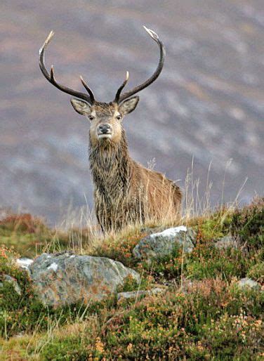 The Irish Red Deer | Scottish animals, Red deer, Irish