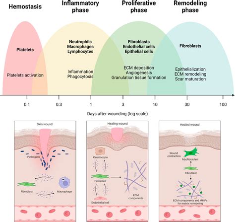 Frontiers | Role of fibroblasts in wound healing and tissue remodeling ...