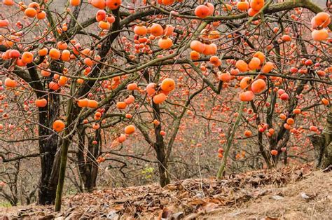 Pruning Persimmon Trees: A Complete Guide - Minneopa Orchards