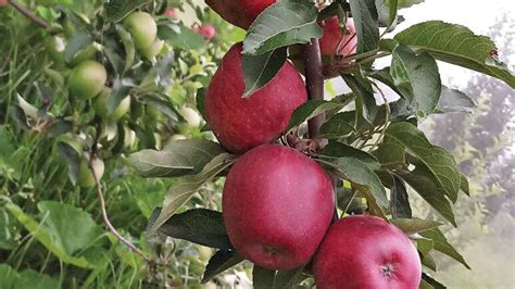 Kashmiri apple all set to get a French makeover