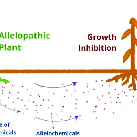 1: Mechanism of Allelopathy. | Download Scientific Diagram