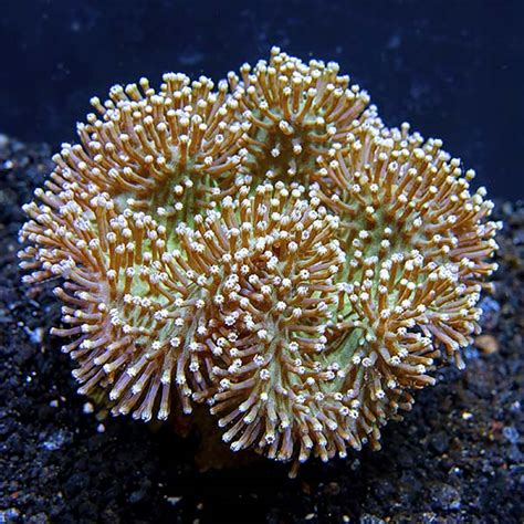 Green Toadstool Mushroom Leather Coral: Saltwater Aquarium Corals for ...