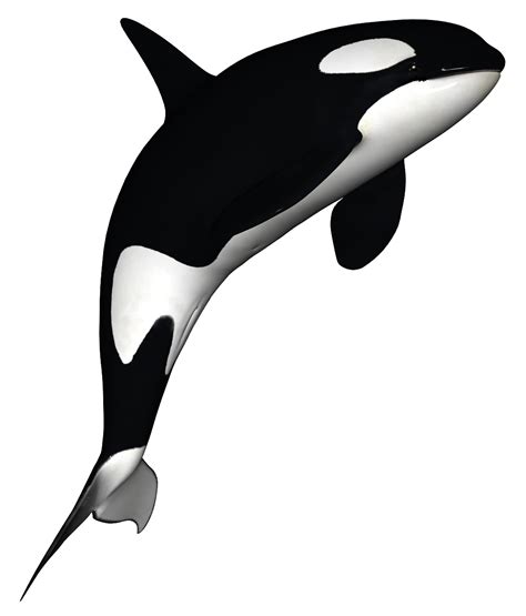 Free Killer Whale Transparent, Download Free Killer Whale Transparent ...