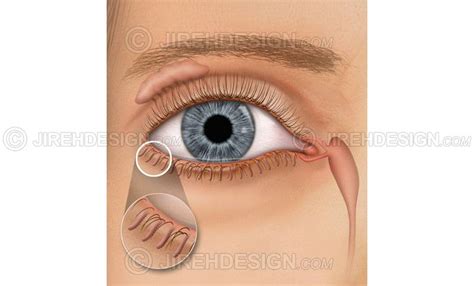 Meibomian glands illustrated - #AN0051