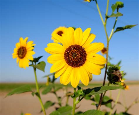 Wild sunflower in the Arizona Desert | Smithsonian Photo Contest ...