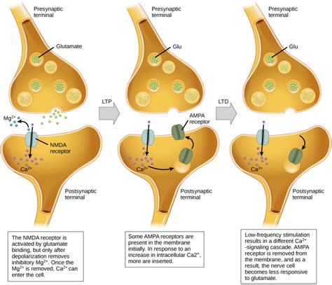 Synaptic Plasticity | Biology for Majors II