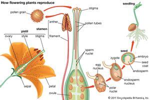 stamen | Definition, Description, & Facts | Britannica.com