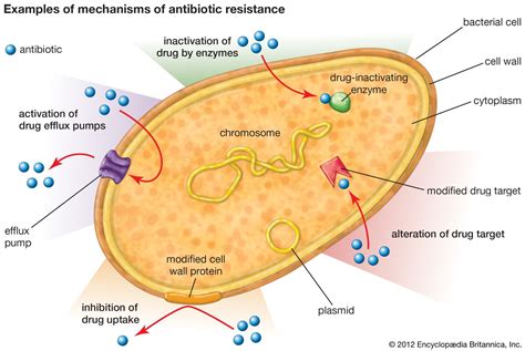 Antibiotic resistance | Definition, Mechanisms, Examples, & Facts ...