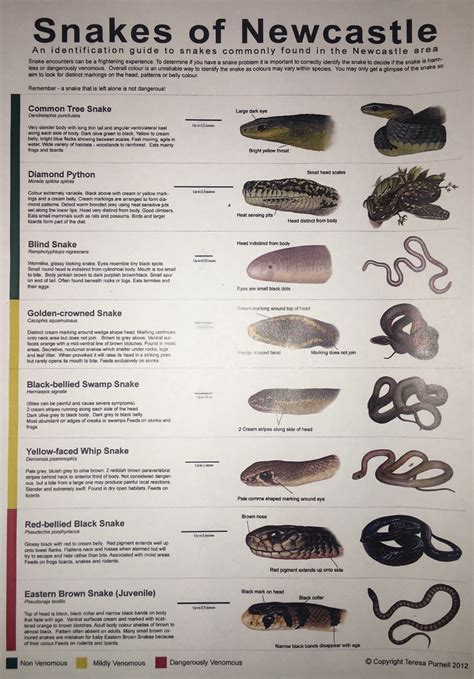 Snake identification poster. - Cessnock District Rescue Squad - VRA ...