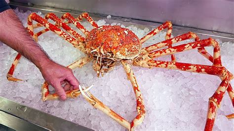 Japanese Giant Spider Crab