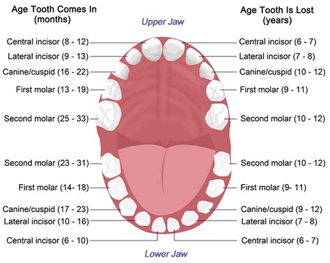 Parts Of The Human Tooth