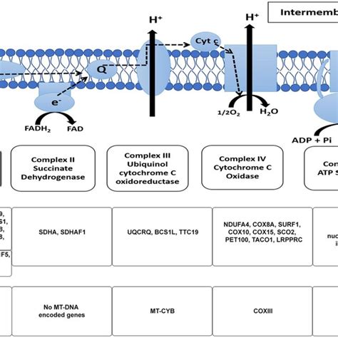 (PDF) Leigh Syndrome: A Tale of Two Genomes