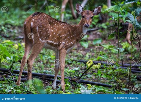 Spotted deer fawn staring stock photo. Image of wildlife - 44877026