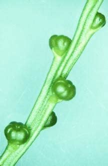 Psilotum – Sporangium | BIOL/APBI 210 Lab Information